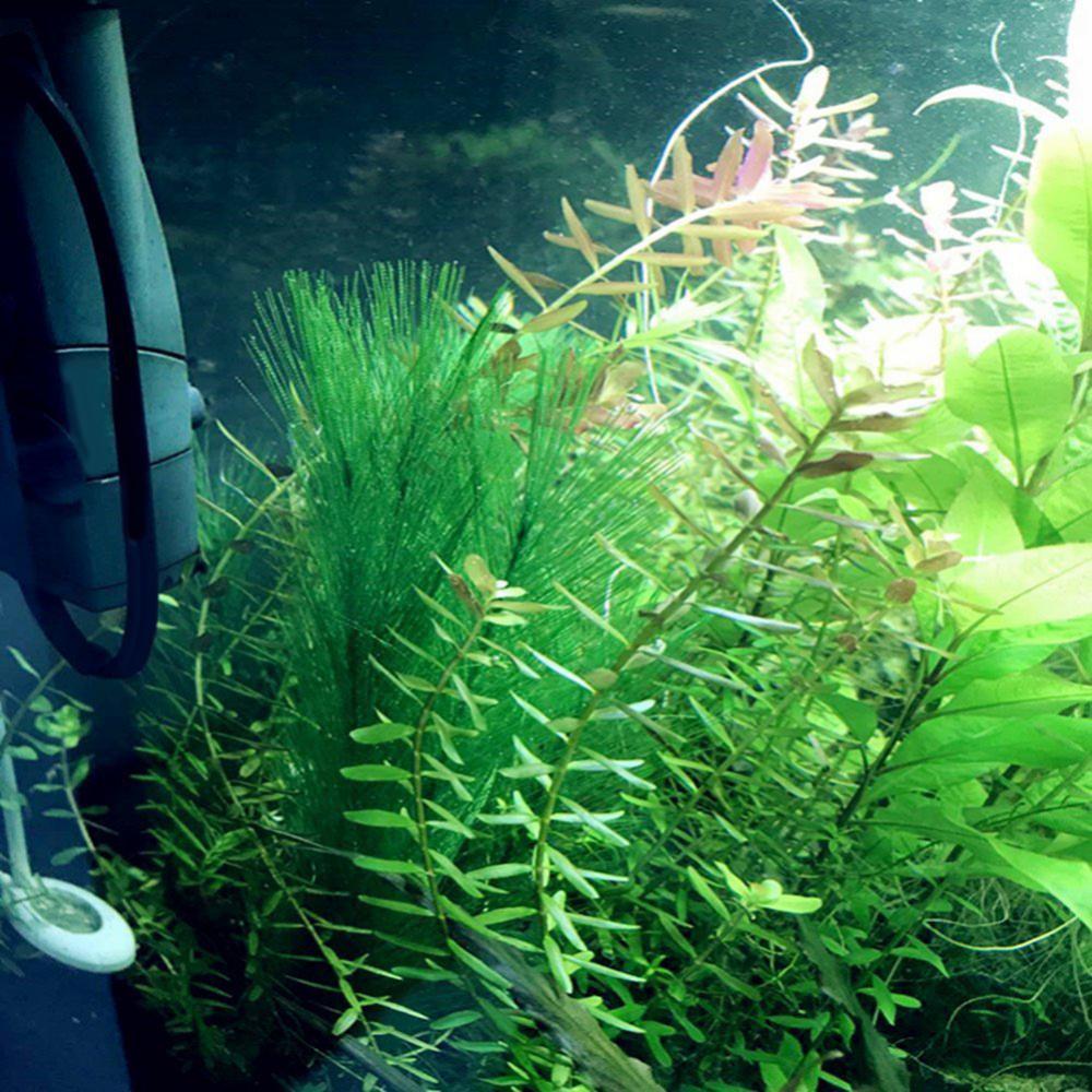 1/3Pcs 28/40cm 수족관 물고기 탱크 인공 물 - Live Plant Aquarium 리뷰 및 가격