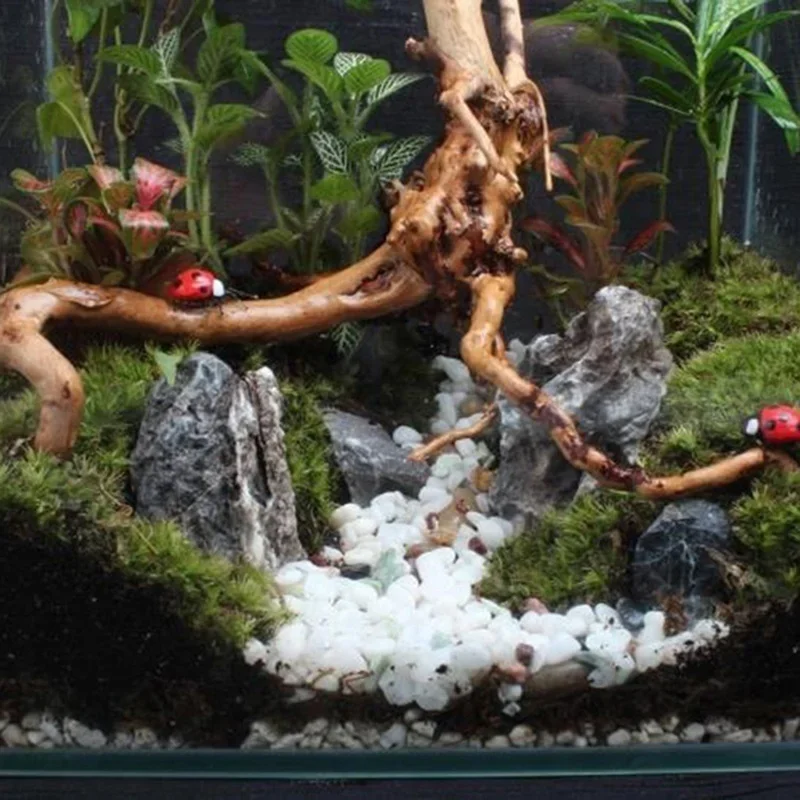 천연 나무 줄기 유목 수족관 어항, 파충류 실린더 뿌리 - Aquarium Plant Substrate 리뷰 및 가격