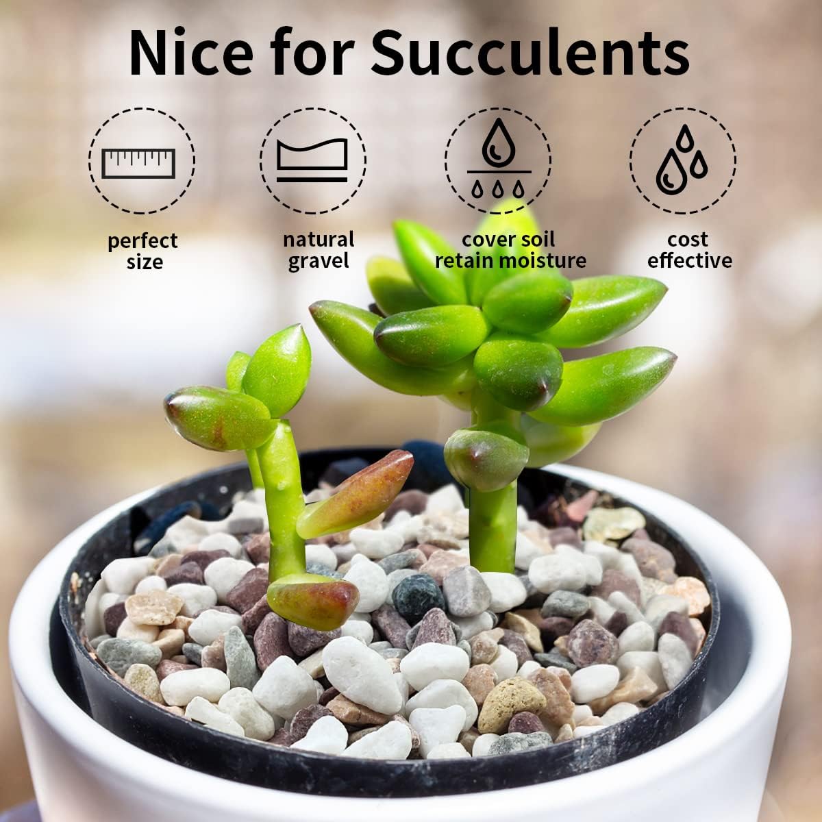 다양한 색상의 자갈 조약돌, 수족관, 다육 식물, 분재 - Plant Aquarium Pot 리뷰 및 가격
