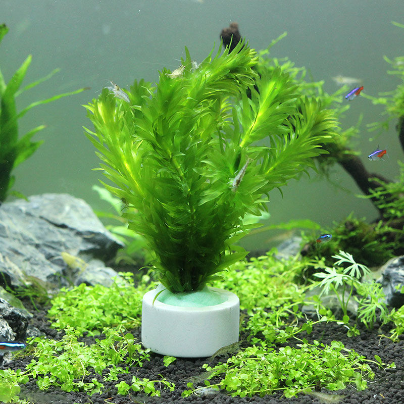 수족관 장식 세라믹 링, 어항 식물 고정 냄비, 물방울 - Plant Aquarium Pot 리뷰 및 가격