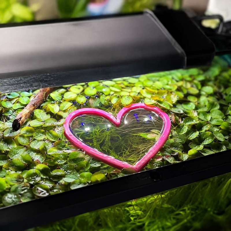 하트 모양의 물고기 먹이 공급 링 수족관 어항 물고기  - Aquarium Fertilizer 리뷰 및 가격