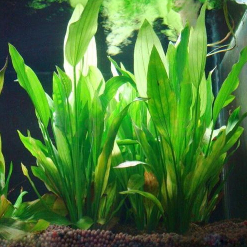 인공 수족관 장식 식물, 물 잡초 장식, 수생 식물,  - Live Plant Aquarium 리뷰 및 가격