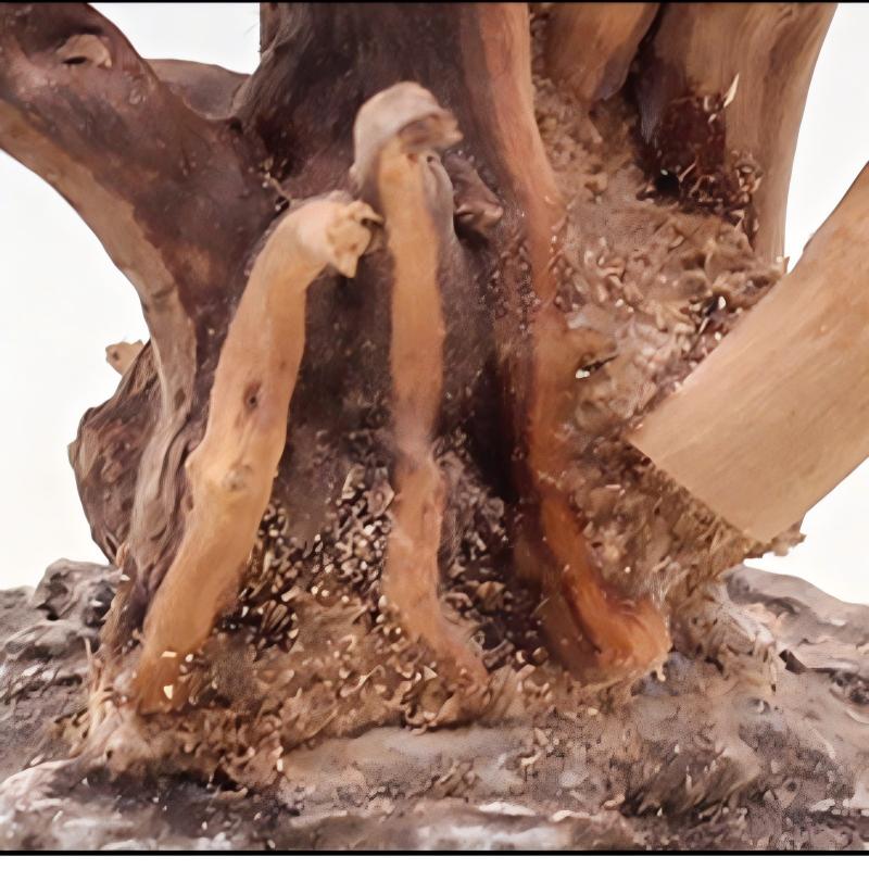1PC 수족관 조경 나무 장식품 홈 물고기 탱크 소품에 - Aquarium Driftwood 리뷰 및 가격