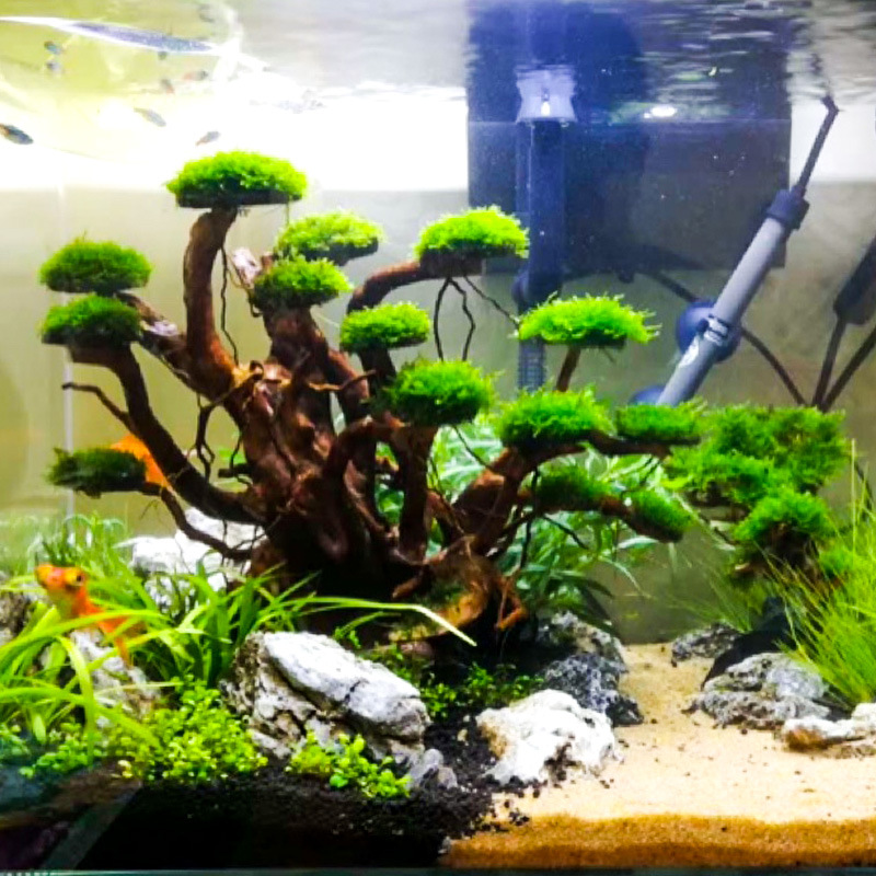 수족관 조경용 이끼나무 뼈대 마감된 유목 삼나무 뿌리  - Aquarium Moss 리뷰 및 가격