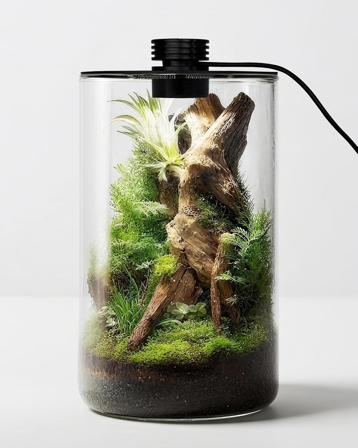 실내 유리 테라리움(조명 포함), 9.8인치 높이 ×  - Planted Tank 리뷰 및 가격